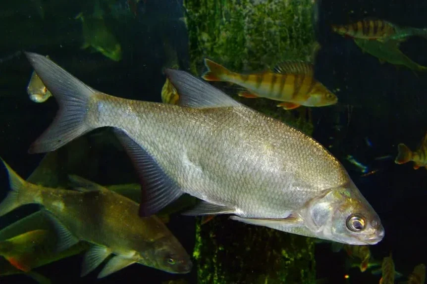 Brème d'eau douce (Abramis brama) - Crédit photo Микова Наталия sur Wikimedia Commons - https://commons.wikimedia.org/wiki/File:Carp_bream.jpg