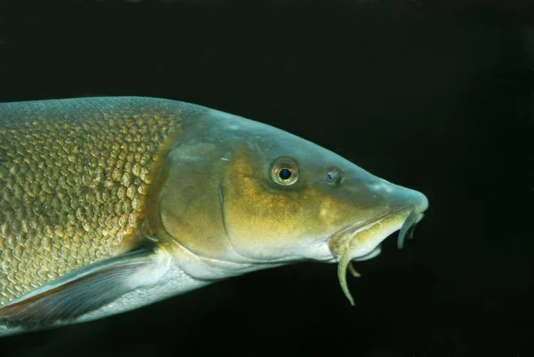 Goujon Barbeau (Barbus barbus)- Crédit photo Gilles San Martin sur Wikimedia Commons