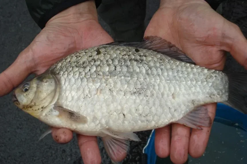 Carassin commun (Carassius carassius) - Crédit photo The Tomasi Company