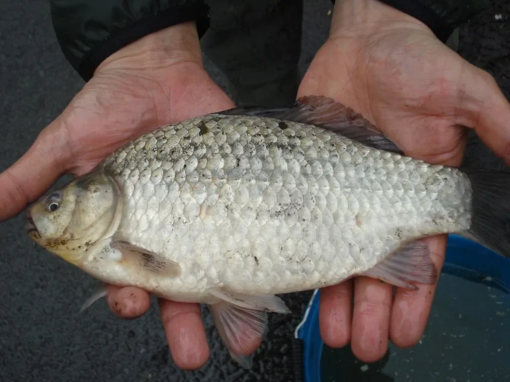 Meule (Carassius carassius) - Crédit photo The Tomasi Company