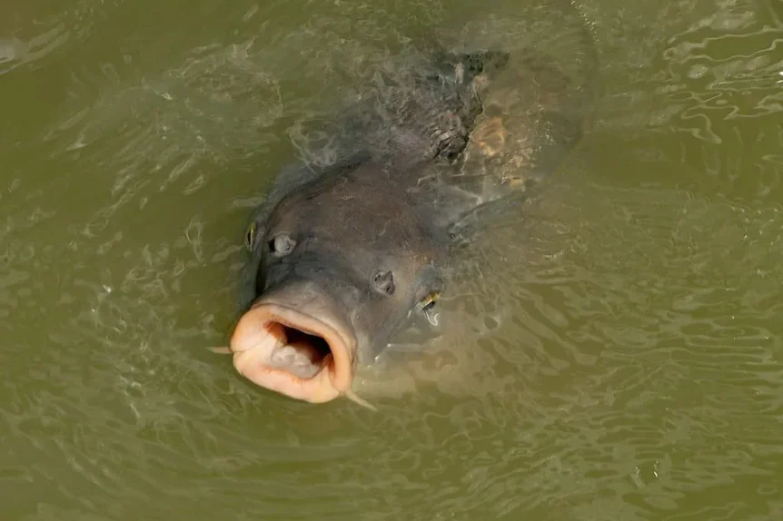 Carpe commune (Cyprinus carpio) - Crédit photo H. Zell sur Wikimedia Commons - https://commons.wikimedia.org/wiki/File%3ACyprinus_carpio_01.jpg