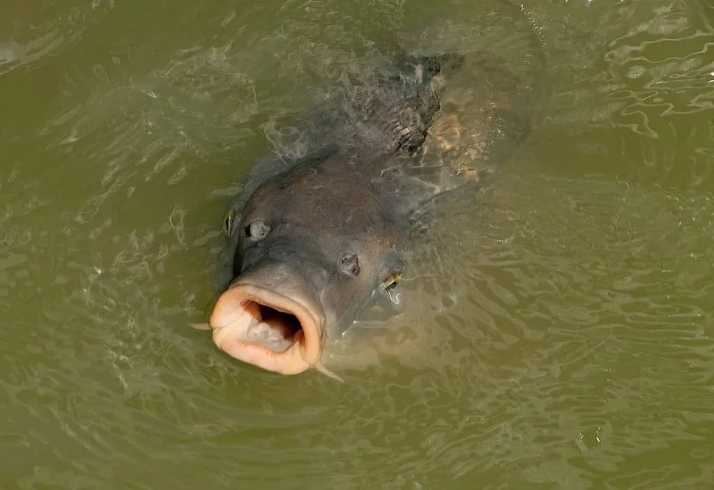 Pénard (Cyprinus carpio) - Crédit photo H. Zell sur Wikimedia Commons