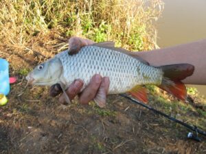 Pêche en étang : cinq étangs à ne pas rater pour pêcher la carpe en Hainaut