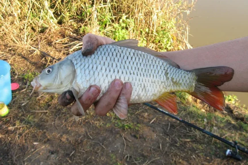 Carpe commune (Cyprinus carpio) - Crédit photo Sirtalis sur Wikimedia Commons - https://commons.wikimedia.org/wiki/File:Cyprinus_carpio_appena_catturata.jpg