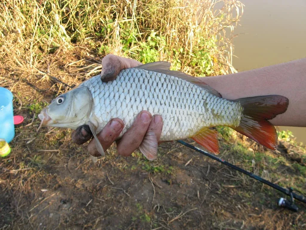 Carpeau (Cyprinus carpio) - Crédit photo Sirtalis sur Wikimedia Commons