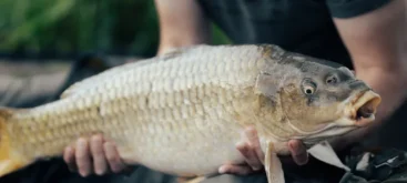 Carpe commune (Cyprinus carpio) - Crédit photo Adam Rhodes sur Unplash - https://unsplash.com/@adamrhodes?utm_source=unsplash&utm_medium=referral&utm_content=creditCopyText