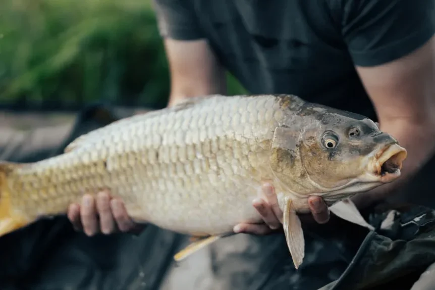 Carpe commune (Cyprinus carpio) - Crédit photo Adam Rhodes sur Unplash - https://unsplash.com/@adamrhodes?utm_source=unsplash&utm_medium=referral&utm_content=creditCopyText