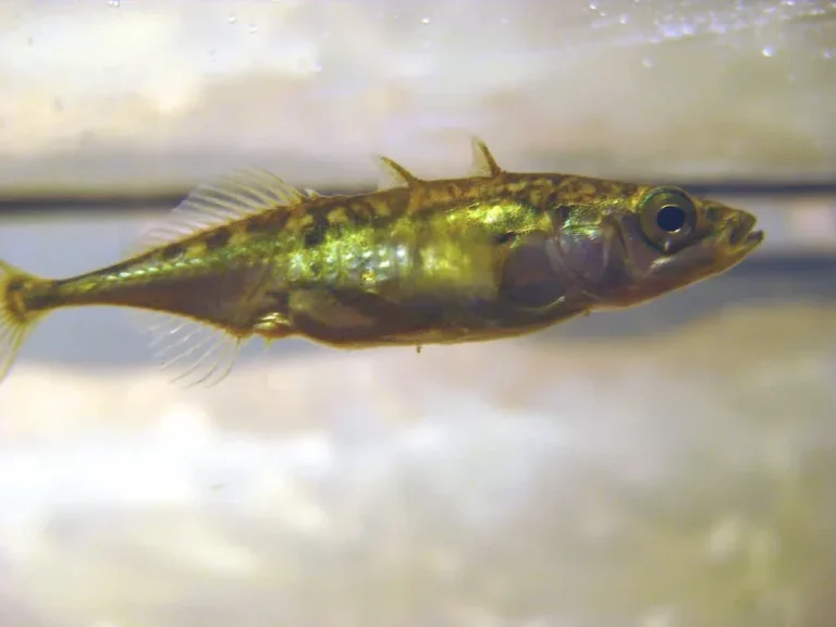 Epinoche à trois épines (Gasterosteus aculeatus)