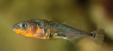 Epinoche à trois épines (Gasterosteus aculeatus) - Crédit photo Gilles San Martin sur Wikimedia Commons - https://commons.wikimedia.org/wiki/File:Gasterosteus_aculeatus_-_Epinoche_-_Three-spined_stickleback.jpg