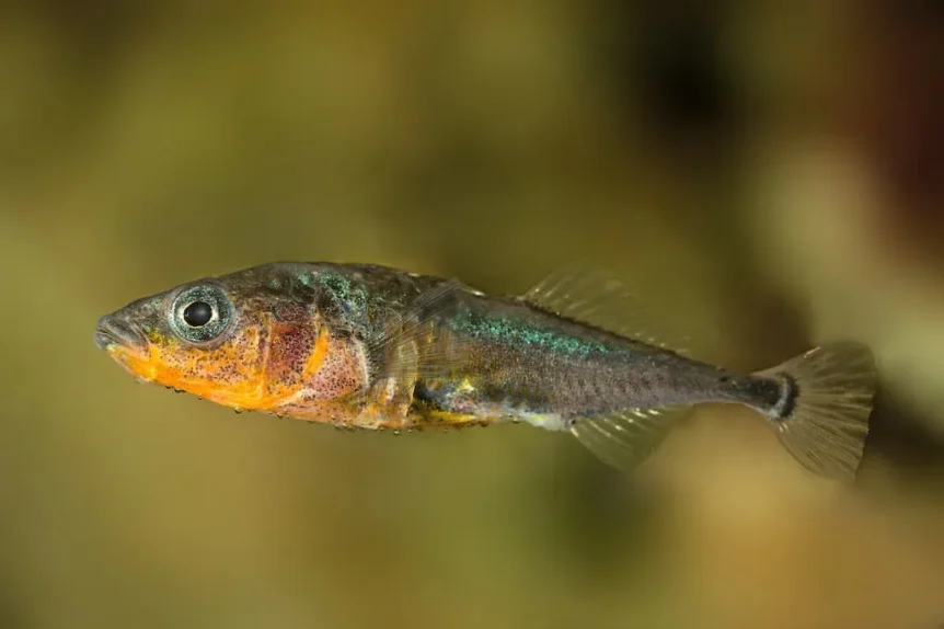 Epinoche à trois épines (Gasterosteus aculeatus) - Crédit photo Gilles San Martin sur Wikimedia Commons - https://commons.wikimedia.org/wiki/File:Gasterosteus_aculeatus_-_Epinoche_-_Three-spined_stickleback.jpg