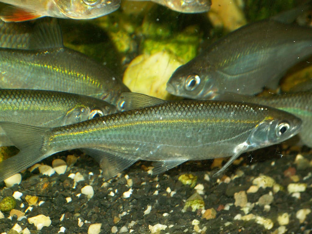Ablette commune (Alburnus alburnus) - un poisson d'eau douce typique en Europe