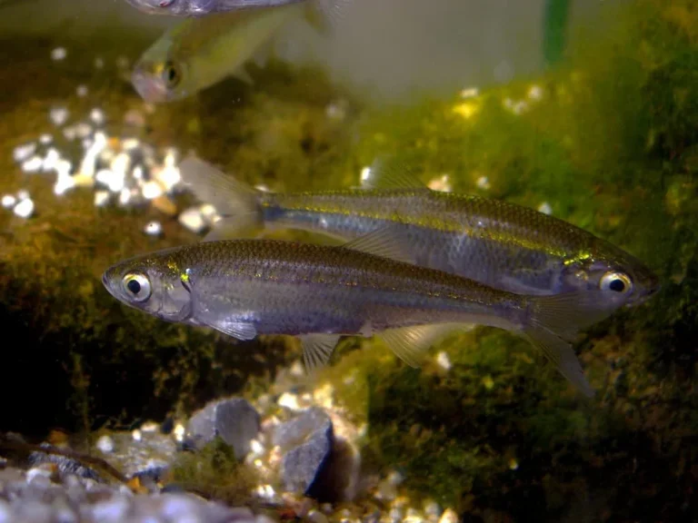 Bleue (Alburnus alburnus) - Crédit photo Viridiflavus sur Wikimedia Commons