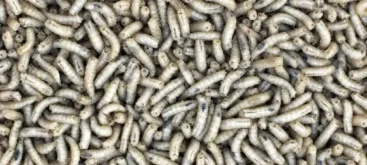 Asticots blancs - Crédit photo danielletunstall sur 123rf - https://fr.123rf.com/photo_15476031_white-maggots.html