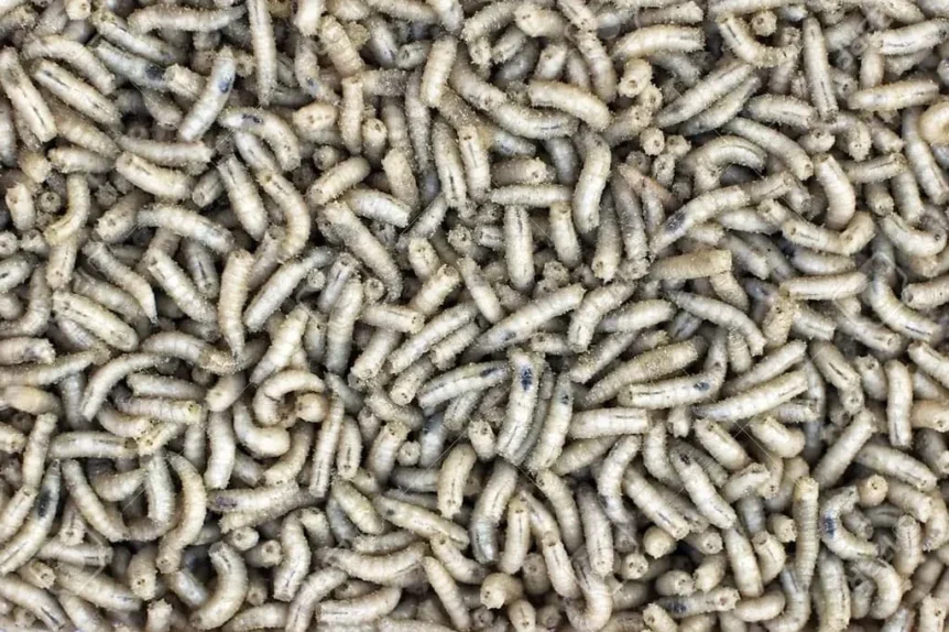 Asticots blancs - Crédit photo danielletunstall sur 123rf - https://fr.123rf.com/photo_15476031_white-maggots.html