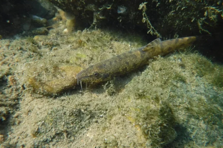 Loche franche (Barbatula barbatula) - Crédit photo 123RF