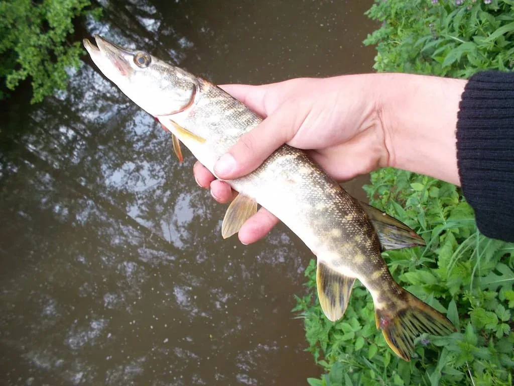 Sifflet (Esox lucius) - Crédit photo Féru de pêche