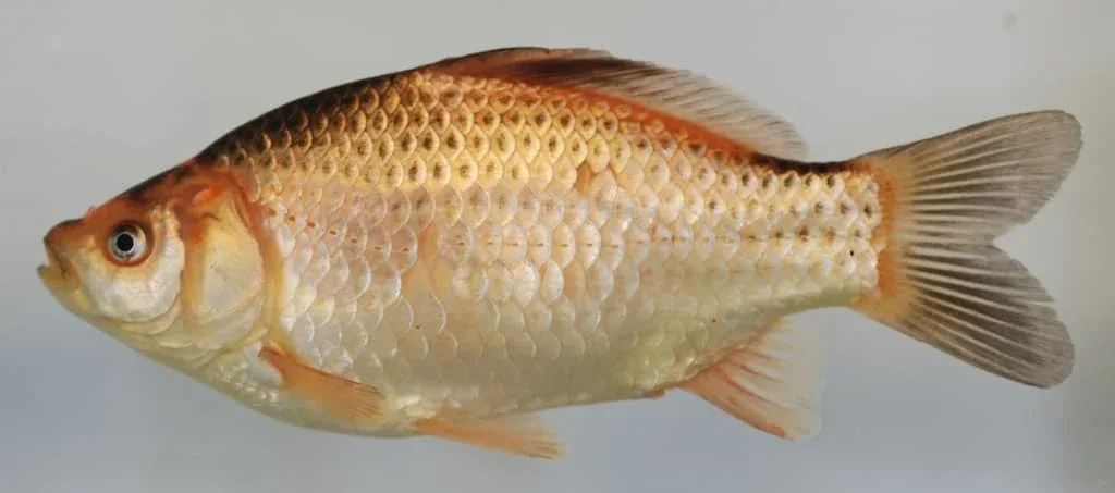 Cyprin Doré (Carassius auratus) - Crédit photo Smithsonian Environmental Research Center sur Wikimedia Commons