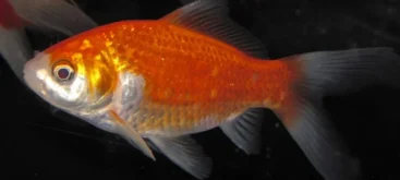 Carassin doré (Carassius auratus) - Crédit photo James St. John sur Wikimedia Commons - https://commons.wikimedia.org/wiki/File:Carassius_auratus_auratus_(goldfish)_1.jpg