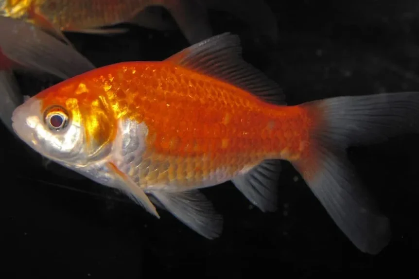 Carassin doré (Carassius auratus) - Crédit photo James St. John sur Wikimedia Commons - https://commons.wikimedia.org/wiki/File:Carassius_auratus_auratus_(goldfish)_1.jpg