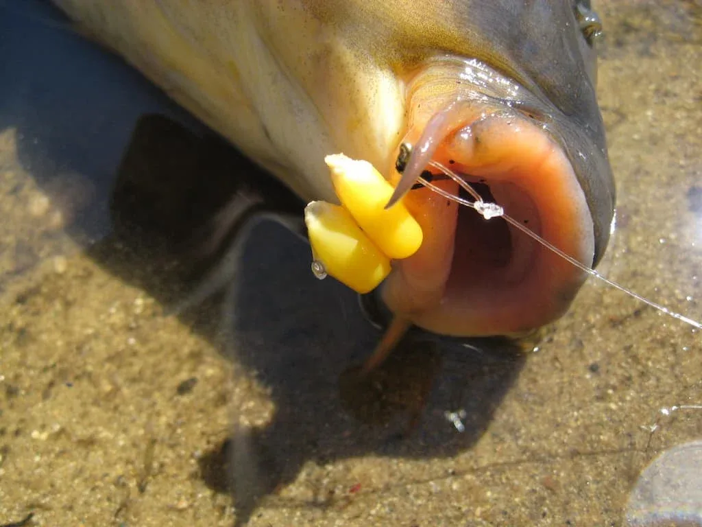 La carpe au maïs - Crédit photo Dave Pickering sur Rhode Island Carp Fishing