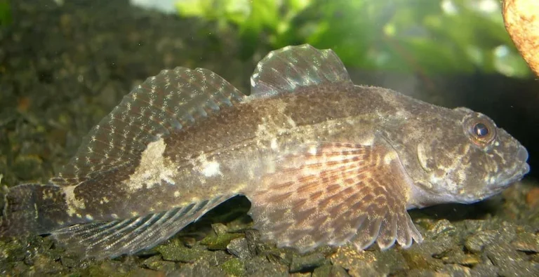 Cabouillat (Cottus gobio) - Crédit photo Piet Spaans sur Wikimedia Commons