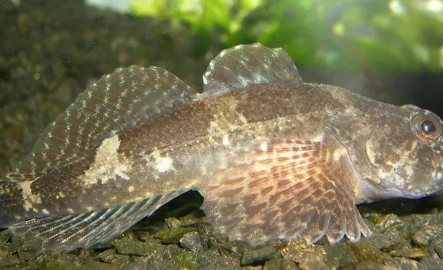 Chabot (Cottus gobio) - Crédit photo Piet Spaans sur Wikimedia Commons - https://commons.wikimedia.org/wiki/File:CottusGobioSpreadingFins.JPG