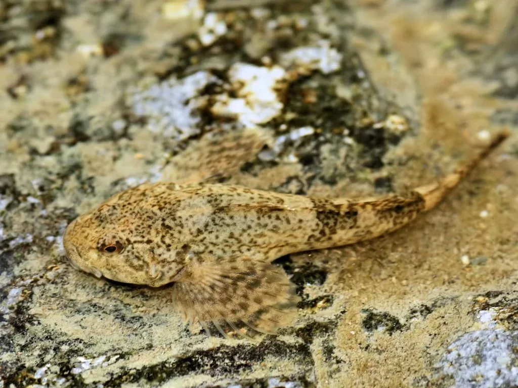 Grosse tête (Cottus gobio) - Crédit photo Hans Hillewaert sur Wikimedia Commons