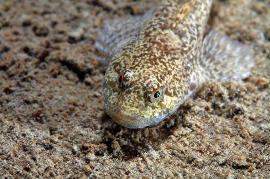 Chabot (Cottus gobio) - Crédit photo 123RF