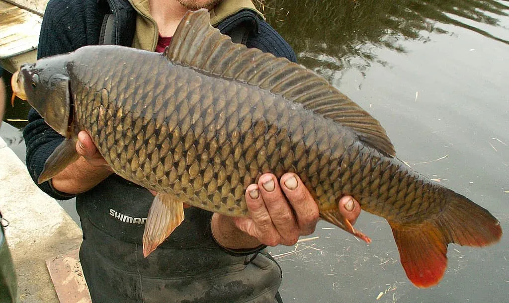 Carpe (Cyprinus carpio) - Crédit photo Piet Spaans sur Wikimedia Commons