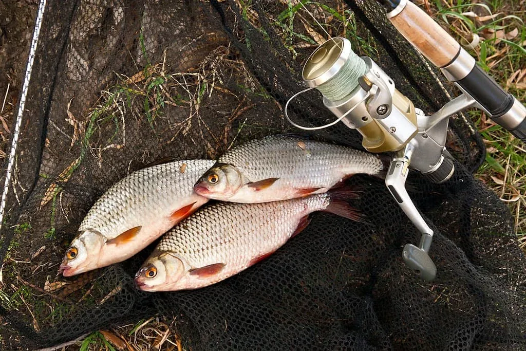 Trois jolis gardons pêchés au coup - Crédit photo 123RF