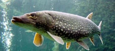 Brochet (Esox lucius) - Crédit photo Jik Jik sur Wikimedia Commons - https://commons.wikimedia.org/wiki/File:Esox_lucius_ZOO_1.jpg