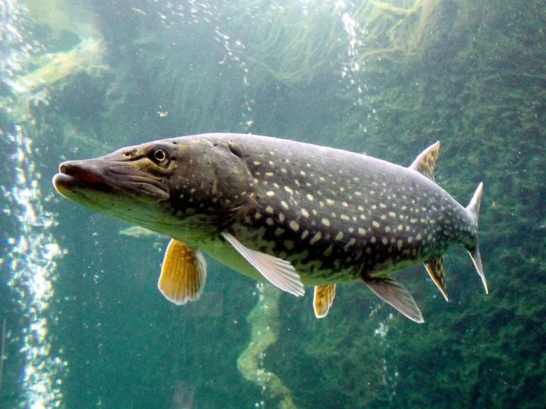 Brouché (Esox lucius) - Crédit photo Jik Jik sur Wikimedia Commons