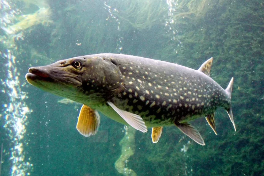 Brochet (Esox lucius) - Crédit photo Jik Jik sur Wikimedia Commons - https://commons.wikimedia.org/wiki/File:Esox_lucius_ZOO_1.jpg