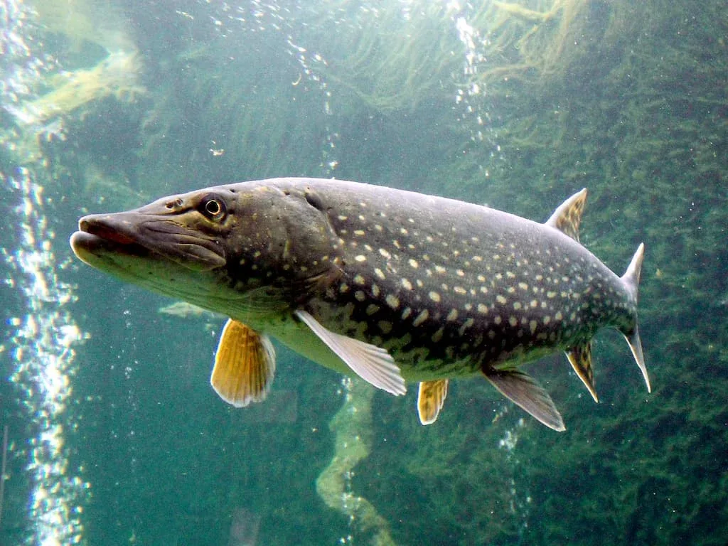 Requin d'eau douce ou Requin de rivière (Esox lucius) - Crédit photo Jik Jik sur Wikimedia Commons