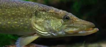 Brochet (Esox lucius) - Crédit photo Luc Viatour sur Wikimedia Commons - https://commons.wikimedia.org/wiki/File%3ABrochet_Luc_Viatour.jpg