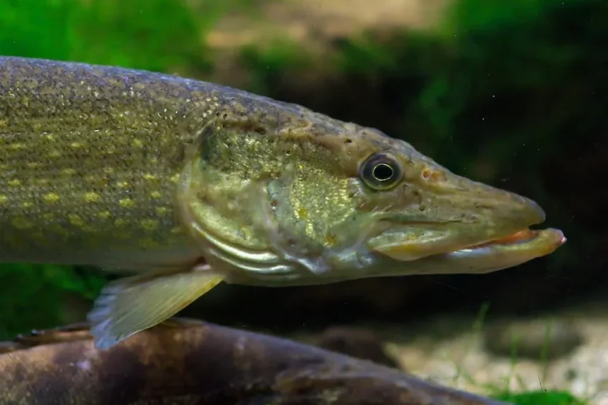 Brochet (Esox lucius) - Crédit photo Luc Viatour sur Wikimedia Commons - https://commons.wikimedia.org/wiki/File%3ABrochet_Luc_Viatour.jpg