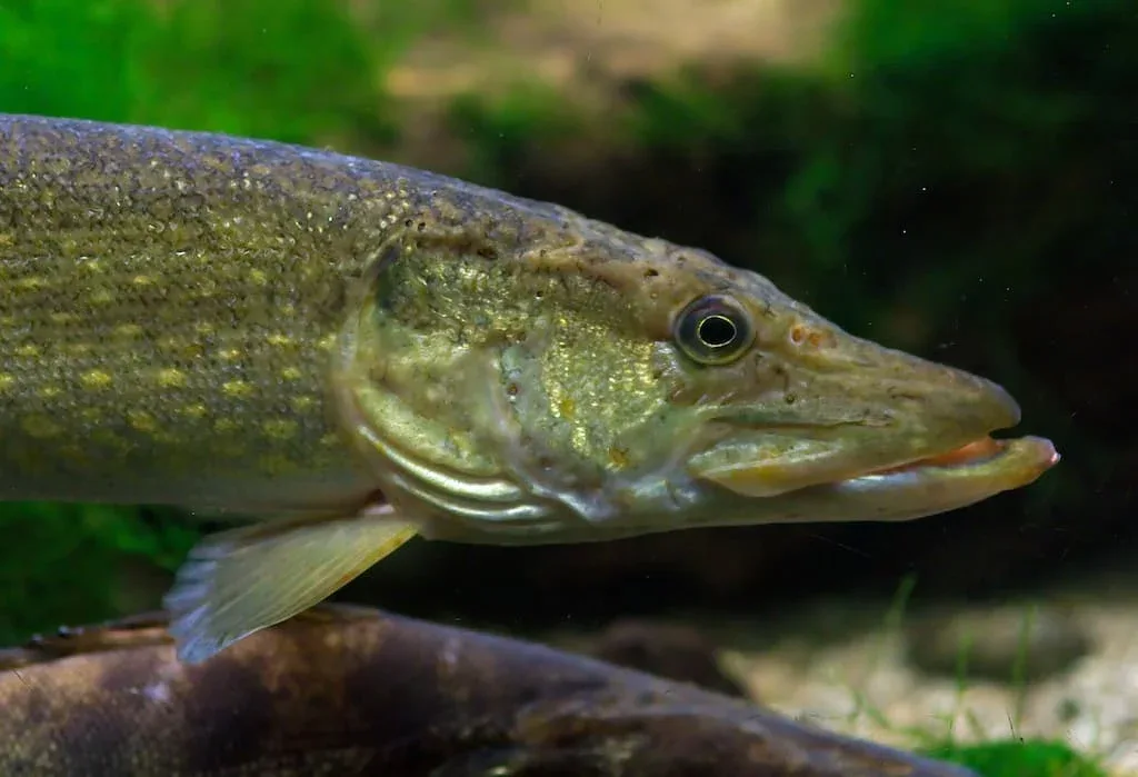 Gros bec ou Grand bec (Esox lucius) - Crédit photo Luc Viatour sur Wikimedia Commons