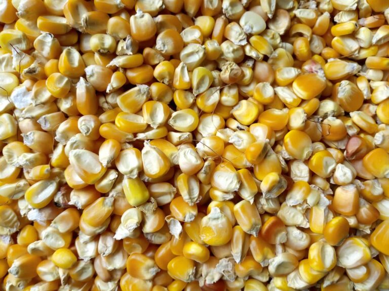 Le maïs - Crédit photo Adoscam sur Wikimedia Commons - https://commons.wikimedia.org/wiki/File:Ma%C3%AFs_de_couleur_jaune_cultiv%C3%A9_au_B%C3%A9nin.jpg