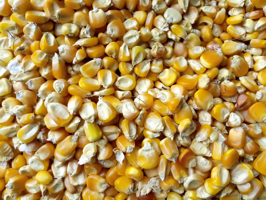 Le maïs - Crédit photo Adoscam sur Wikimedia Commons