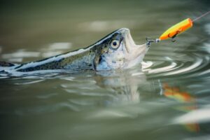 Les techniques : la pêche aux leurres