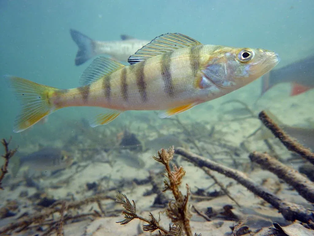 Rayée (Perca fluviatilis) - Crédit photo Christa Rohrbach sur WIkimedia Commons