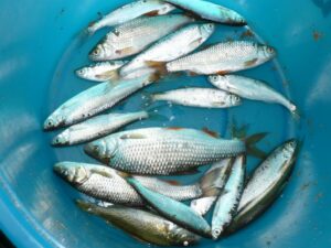 Guide de pêche en avril : astuces et poissons à cibler