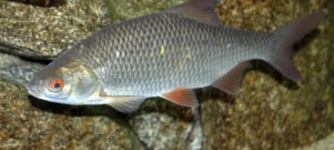 Gardon (Rutilus rutilus) - Crédit photo Karelj sur Wikimedia Commons - https://commons.wikimedia.org/wiki/File:Rutilus_rutilus_Prague_Vltava_3.jpg#file