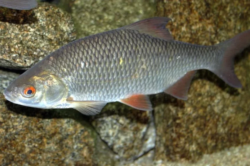 Gardon (Rutilus rutilus) - Crédit photo Karelj sur Wikimedia Commons - https://commons.wikimedia.org/wiki/File:Rutilus_rutilus_Prague_Vltava_3.jpg#file