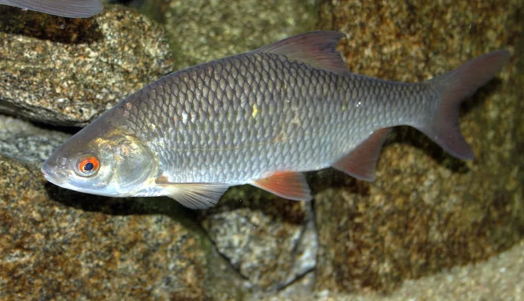 Gardon (Rutilus rutilus) - Crédit photo Karelj sur Wikimedia Commons