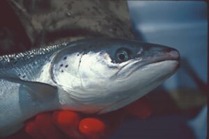 Poisson salmonidé : le Saumon de l’Atlantique (Salmo salar)