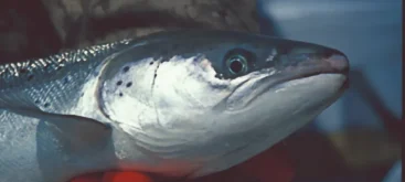 Saumon Atlantique (Salmo salar) - Crédit photo U.S. Fish and Wildlife Service Northeast Region sur Wikimedia Commons - https://commons.wikimedia.org/wiki/File:Atlantic_Salmon_female_(9680674470).jpg