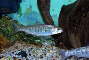 Poisson salmonidé : le Tacon, jeune saumon