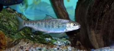 Pre Smolt (Salmo Salar) - Crédit photo U.S. Fish and Wildlife Service Northeast Region sur Wikimedia Commons - https://commons.wikimedia.org/wiki/File:Atlantic_Salmon_Pre-Smolt_(5197994241).jpg