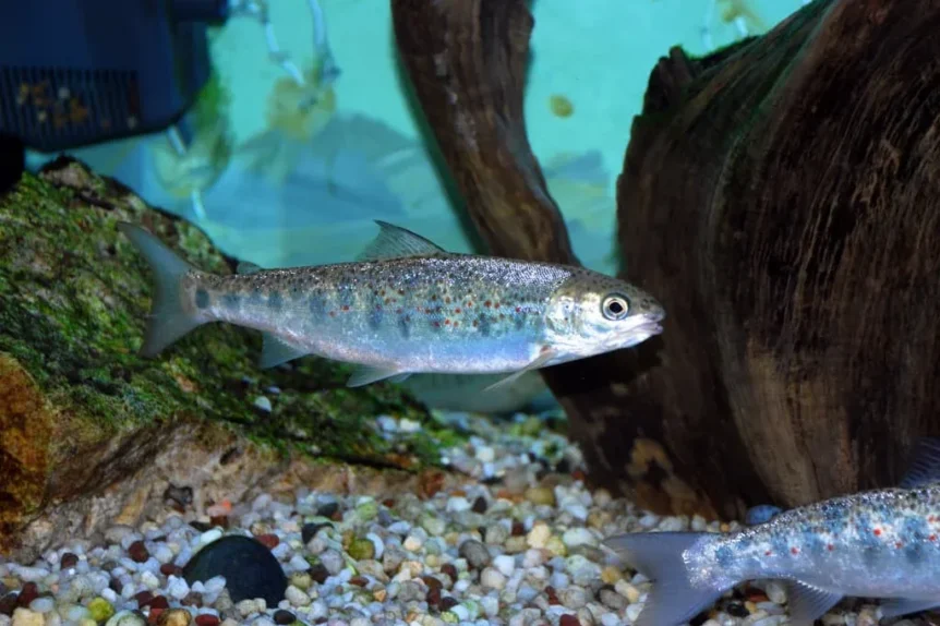 Pre Smolt (Salmo Salar) - Crédit photo U.S. Fish and Wildlife Service Northeast Region sur Wikimedia Commons - https://commons.wikimedia.org/wiki/File:Atlantic_Salmon_Pre-Smolt_(5197994241).jpg